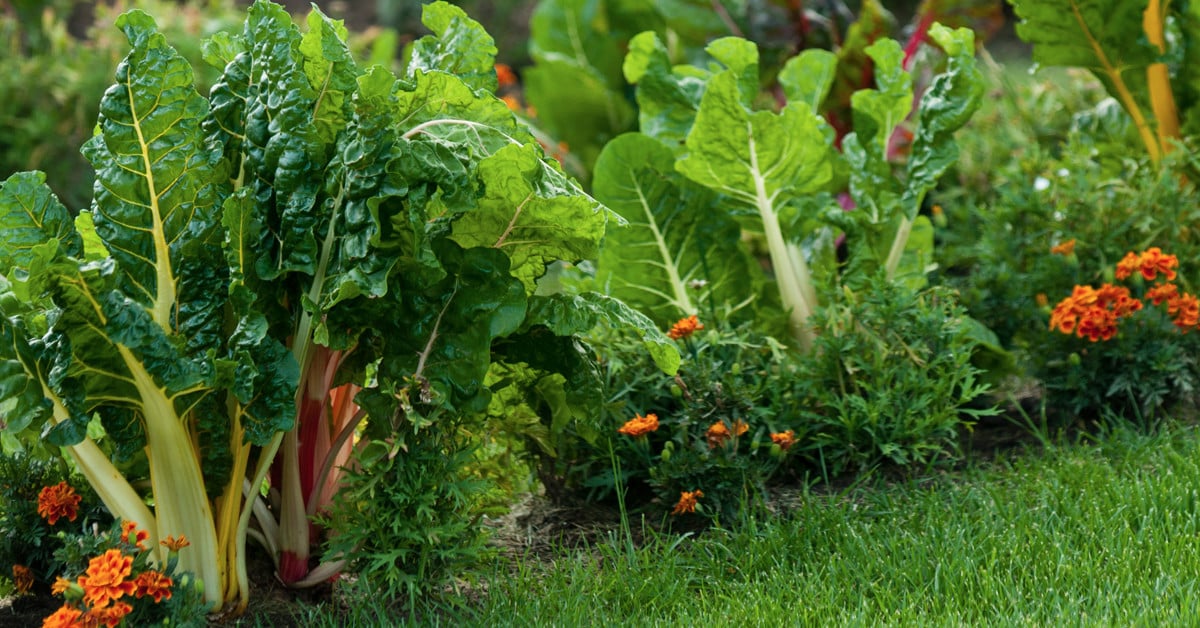 Chard in vegetable garden