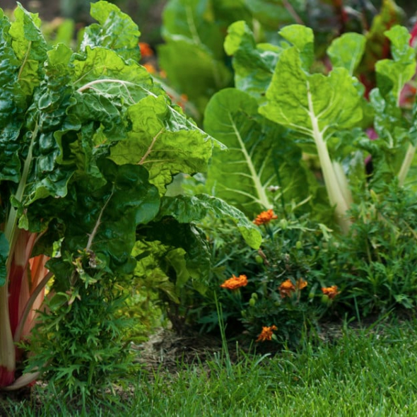 Chard in vegetable garden